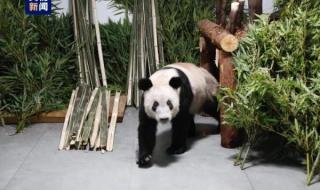 丫丫回国后不一定展出