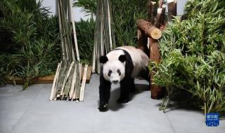 丫丫回国后不一定展出