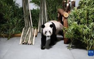 丫丫为什么不对外展出 丫丫回国后不一定展出