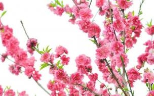 什么动物是意气自如 来去自如的动物是什么生肖