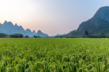 成都种植头发价格多少啊 毛发种植的费用是多少
